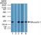 Musashi RNA Binding Protein 1 antibody, PA5-23439, Invitrogen Antibodies, Western Blot image 