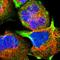 Stonin-2 antibody, HPA003086, Atlas Antibodies, Immunofluorescence image 