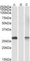 DPY30 Domain Containing 1 antibody, LS-B9524, Lifespan Biosciences, Western Blot image 