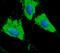 Protein Disulfide Isomerase Family A Member 3 antibody, LS-B9768, Lifespan Biosciences, Immunofluorescence image 