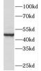 Cell cycle protein p38-2G4 homolog antibody, FNab06093, FineTest, Western Blot image 