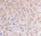 Tumor Protein P53 Inducible Nuclear Protein 1 antibody, ADI-905-300-100, Enzo Life Sciences, Immunohistochemistry paraffin image 