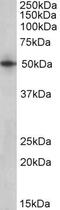 Septin-4 antibody, PA5-19389, Invitrogen Antibodies, Western Blot image 