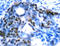 Catenin Beta 1 antibody, ADI-KAM-ST001-E, Enzo Life Sciences, Immunohistochemistry paraffin image 