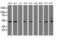 LEI antibody, LS-C174603, Lifespan Biosciences, Western Blot image 