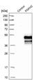 Protein Serine Kinase H2 antibody, PA5-53278, Invitrogen Antibodies, Western Blot image 