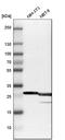 B Cell Receptor Associated Protein 31 antibody, HPA003906, Atlas Antibodies, Western Blot image 