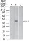 Death Associated Protein 3 antibody, NB100-56539, Novus Biologicals, Western Blot image 