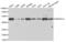 Protein Kinase CAMP-Dependent Type I Regulatory Subunit Alpha antibody, AHP2514, Bio-Rad (formerly AbD Serotec) , Western Blot image 