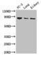 Cysteinyl-tRNA synthetase, cytoplasmic antibody, CSB-PA004529LA01HU, Cusabio, Western Blot image 