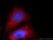 28S ribosomal protein S18b, mitochondrial antibody, 16139-1-AP, Proteintech Group, Immunofluorescence image 