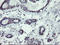 U-Box Domain Containing 5 antibody, LS-C172916, Lifespan Biosciences, Immunohistochemistry frozen image 