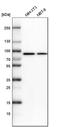 Aldehyde Dehydrogenase 18 Family Member A1 antibody, HPA012604, Atlas Antibodies, Western Blot image 