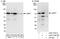 La Ribonucleoprotein Domain Family Member 7 antibody, A303-724A, Bethyl Labs, Immunoprecipitation image 