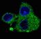 FAS antibody, LS-C159623, Lifespan Biosciences, Immunofluorescence image 