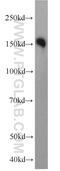 Low Density Lipoprotein Receptor antibody, 10785-1-AP, Proteintech Group, Western Blot image 