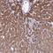 Chloride Voltage-Gated Channel 7 antibody, NBP1-91792, Novus Biologicals, Immunohistochemistry frozen image 
