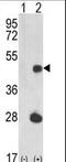 LUC7 Like antibody, LS-C163921, Lifespan Biosciences, Western Blot image 