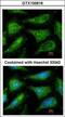 YES Proto-Oncogene 1, Src Family Tyrosine Kinase antibody, GTX100616, GeneTex, Immunofluorescence image 