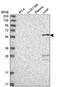 Phosphogluconate Dehydrogenase antibody, NBP2-58686, Novus Biologicals, Western Blot image 