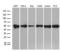 BCL2 Associated Athanogene 5 antibody, LS-C795556, Lifespan Biosciences, Western Blot image 