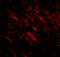 Cell Death Inducing P53 Target 1 antibody, 5059, ProSci, Immunofluorescence image 