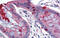 Lin-7 Homolog C, Crumbs Cell Polarity Complex Component antibody, 25-801, ProSci, Immunohistochemistry paraffin image 