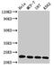 Histone H1.5 antibody, LS-C673222, Lifespan Biosciences, Western Blot image 