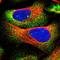 Cerebellar degeneration-related protein 2-like antibody, HPA022015, Atlas Antibodies, Immunofluorescence image 