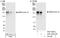 Erythrocyte Membrane Protein Band 4.1 Like 2 antibody, A301-425A, Bethyl Labs, Immunoprecipitation image 