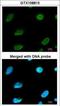 CBFA2/RUNX1 Partner Transcriptional Co-Repressor 2 antibody, GTX108813, GeneTex, Immunofluorescence image 
