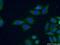 Gap Junction Protein Beta 2 antibody, 16960-1-AP, Proteintech Group, Immunofluorescence image 