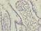 Oocyte Secreted Protein 2 antibody, LS-C398774, Lifespan Biosciences, Immunohistochemistry paraffin image 