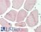 GAPDH antibody, LS-B10309, Lifespan Biosciences, Immunohistochemistry paraffin image 
