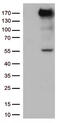 Xanthine Dehydrogenase antibody, TA812775S, Origene, Western Blot image 