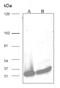 Cyclin Dependent Kinase 1 antibody, AHP2407, Bio-Rad (formerly AbD Serotec) , Western Blot image 