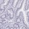 DExD-Box Helicase 39B antibody, HPA058450, Atlas Antibodies, Immunohistochemistry frozen image 