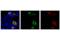 Cas9 antibody, 48989S, Cell Signaling Technology, Immunocytochemistry image 