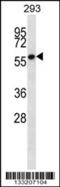 Zinc Finger Protein 697 antibody, 56-965, ProSci, Western Blot image 