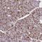 BRISC complex subunit Abro1 antibody, NBP2-38355, Novus Biologicals, Immunohistochemistry frozen image 
