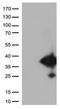 EF-hand domain-containing protein D1 antibody, LS-C793119, Lifespan Biosciences, Western Blot image 