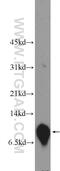 Purkinje cell protein 4 antibody, 14705-1-AP, Proteintech Group, Western Blot image 