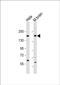 Nischarin antibody, PA5-72326, Invitrogen Antibodies, Western Blot image 