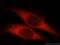 Coiled-Coil Domain Containing 25 antibody, 21209-1-AP, Proteintech Group, Immunofluorescence image 