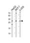  antibody, MBS9201821, MyBioSource, Western Blot image 