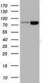Diacylglycerol kinase beta antibody, TA501381, Origene, Western Blot image 