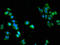Serine/threonine-protein kinase N2 antibody, LS-C670956, Lifespan Biosciences, Immunofluorescence image 