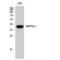 Protein Kinase AMP-Activated Non-Catalytic Subunit Gamma 1 antibody, LS-C382018, Lifespan Biosciences, Western Blot image 