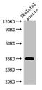 Ankyrin Repeat Domain 23 antibody, orb34126, Biorbyt, Western Blot image 