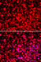 Poly(U) Binding Splicing Factor 60 antibody, 22-425, ProSci, Immunofluorescence image 